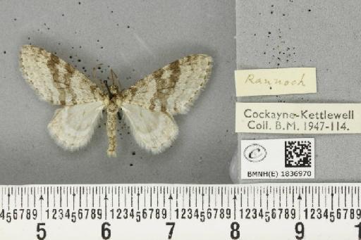 Trichopteryx carpinata (Borkhausen, 1794) - BMNHE_1836970_409748