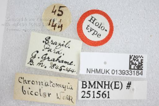 Senopterina macularis bicolor (Walker, 1849) - Senopterina bicolor HT labels1