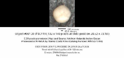 Neogloboquadrina pachyderma (Ehrenberg) - ZF6056-Globigerina-pachyderma_obj00100_plane000.jpg