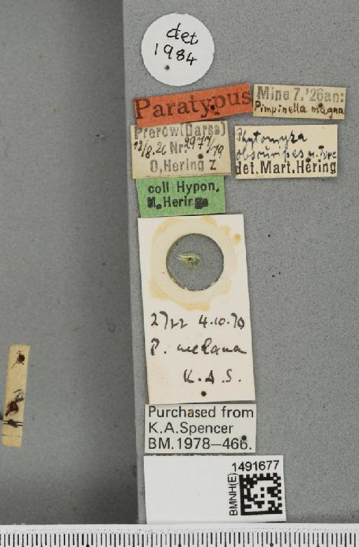 Phytomyza melana Hendel, 1920 - BMNHE_1491677_a_label_60855