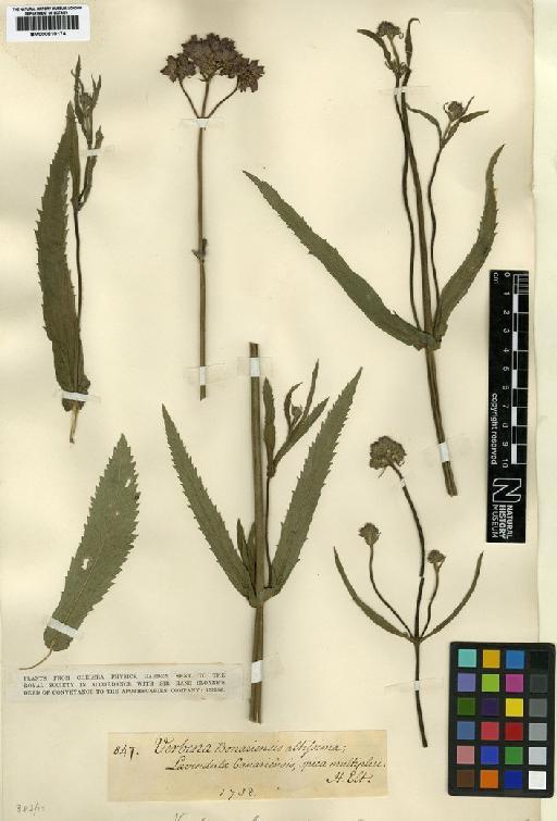 Verbena bonariensis L. - BM000810174