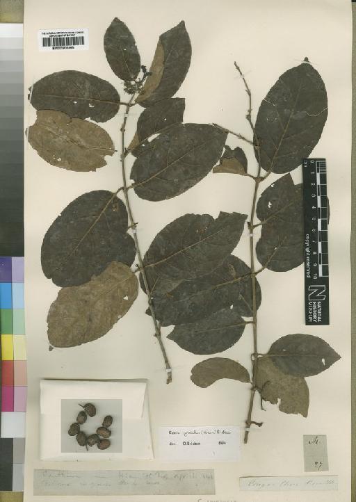 Keetia gracilis (Hiern) Bridson - BM000903685