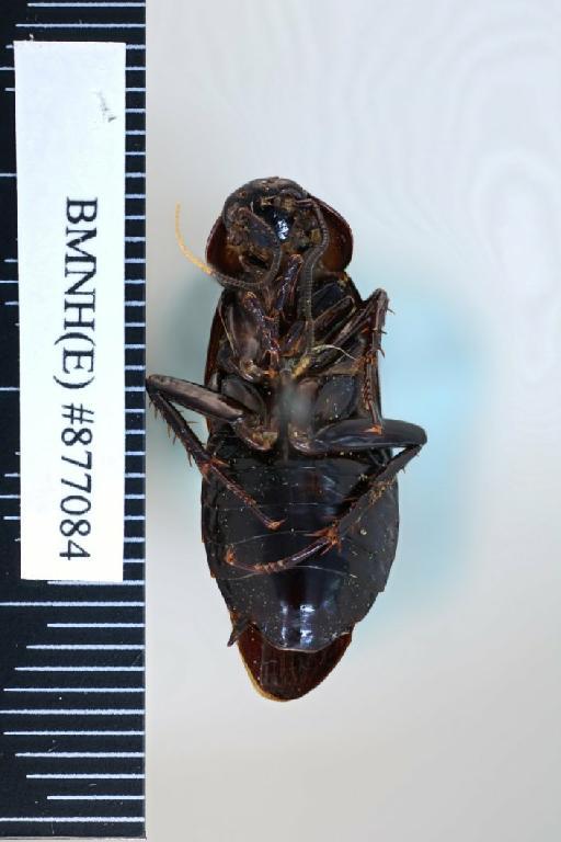 Paranauphoeta atra Shelford, 1906 - Paranauphoeta atra Shelford, 1906, female, syntype, ventral. Photographer: Aging Wang. BMNH(E)#877084