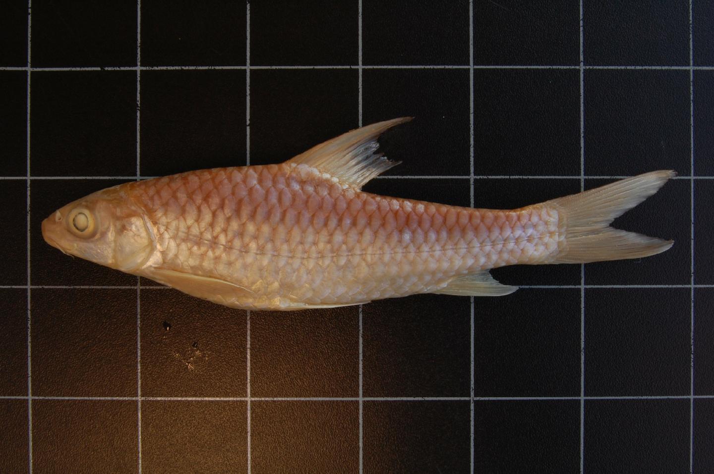 Barbus gulielmi
