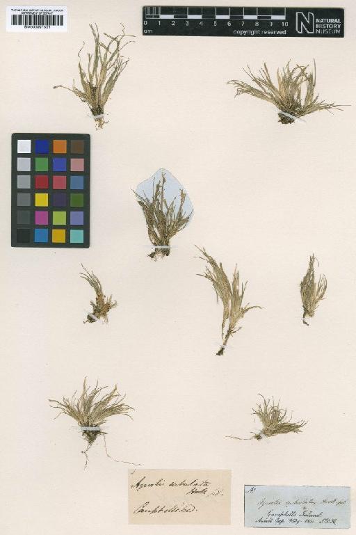 Agrostis subulata Hook.f. - BM000991501