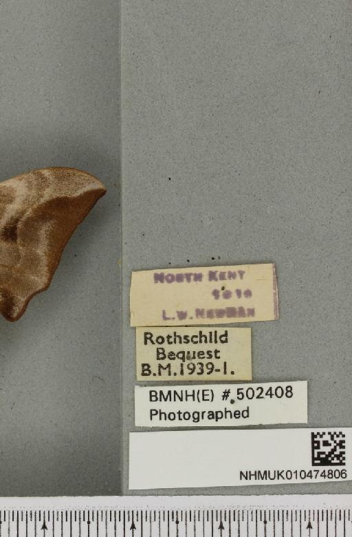 Smerinthus ocellata ab. pallida Tutt, 1902 - NHMUK_010474806_label_525142