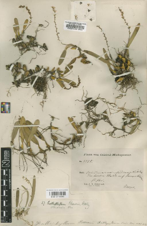Bulbophyllum baronii Ridl. - BM013718096