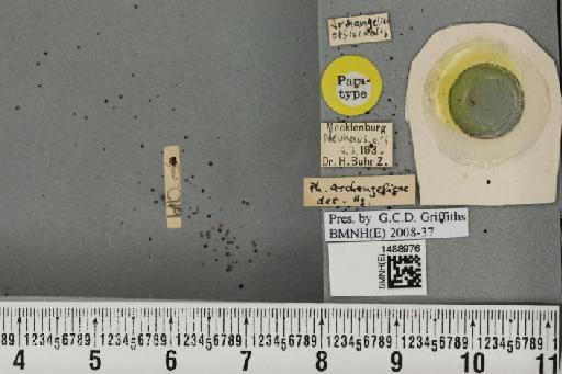 Phytomyza archangelicae Hering, 1937 - BMNHE_1488976_53335