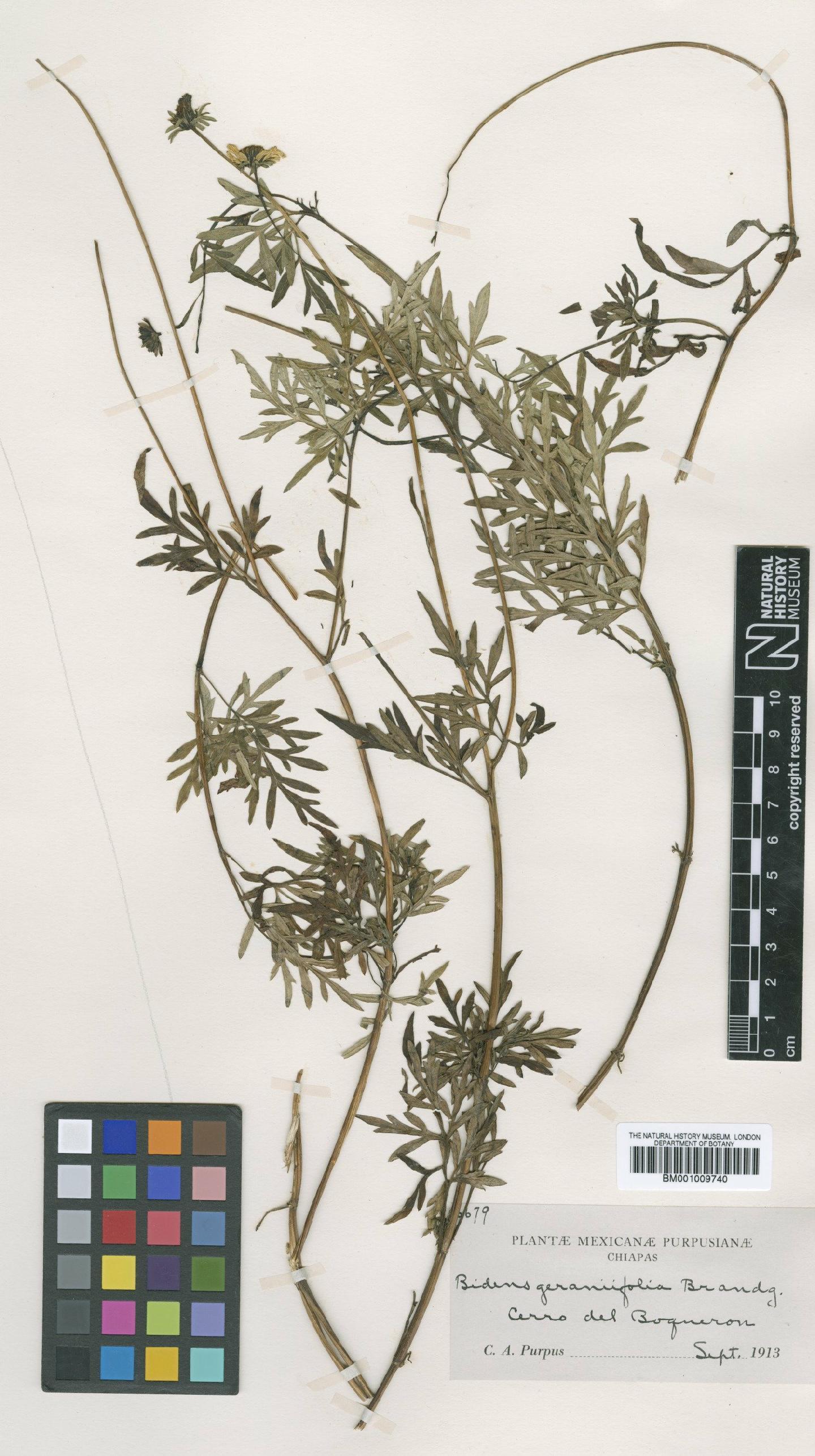 To NHMUK collection (Bidens geraniifolia Brandegee; Type; NHMUK:ecatalogue:621093)