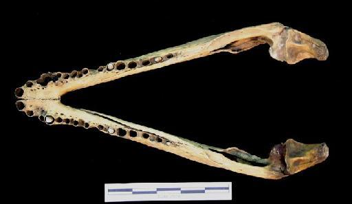 Crocodylus binuensis Baikie (1857) - ED_C_niloticus_64.8.8.12(mand)