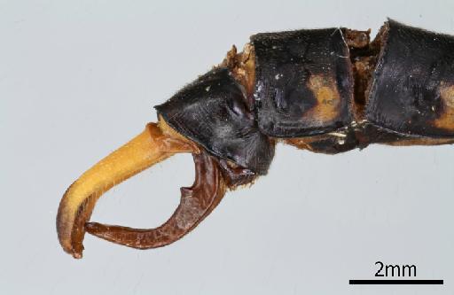 Onychogomphus kerri Fraser, 1933 - 013323540_Onychogomphus_kerri_Lateral_Genitalia_Holotype