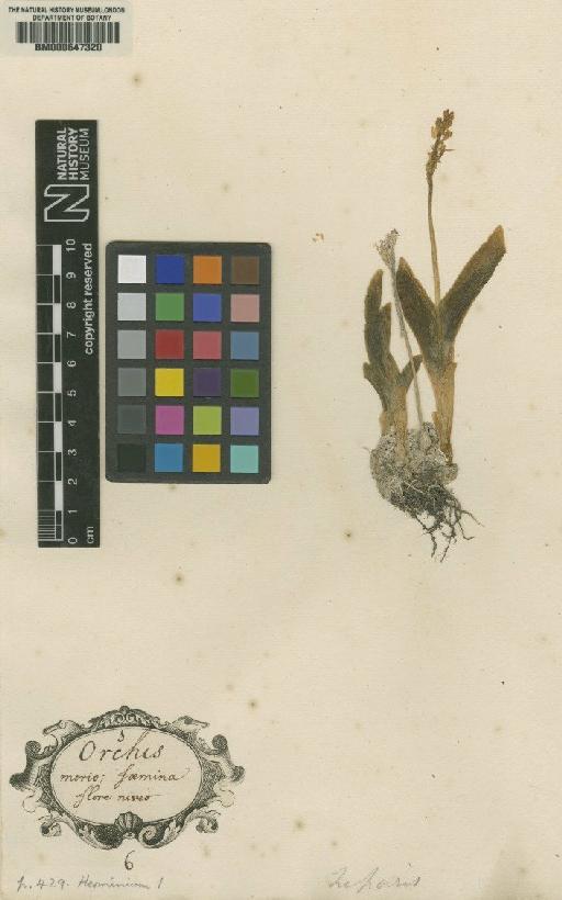 Ophrys lilifolia L. - BM000647320