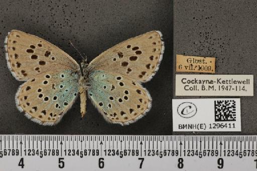 Maculinea arion eutyphron (Fruhstorfer, 1915) - BMNHE_1296411_147410