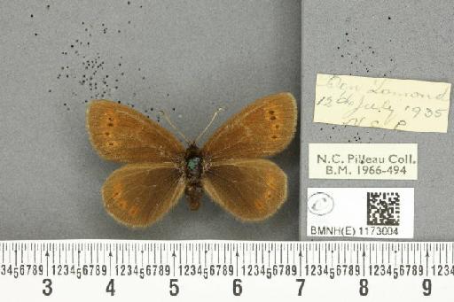 Erebia epiphron mnemon f. scotica Cooke, 1943 - BMNHE_1173004_28924