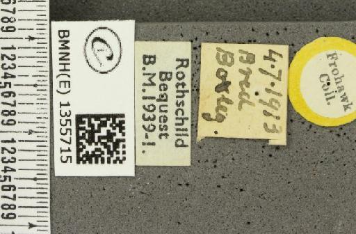 Thymelicus sylvestris (Poda, 1761) - BMNHE_1355715_label_159657