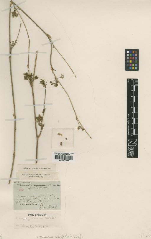 Daucus setifolius Desf. - BM000752080