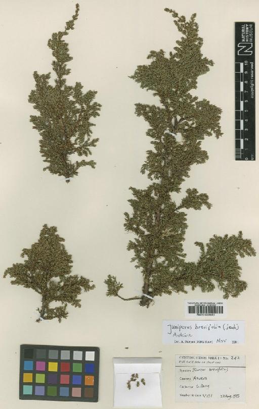 Juniperus brevifolia (Seub.) Antoine - BM001009850