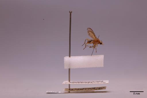 Tetanocera Duméril, 1800 - 013624053_lateral