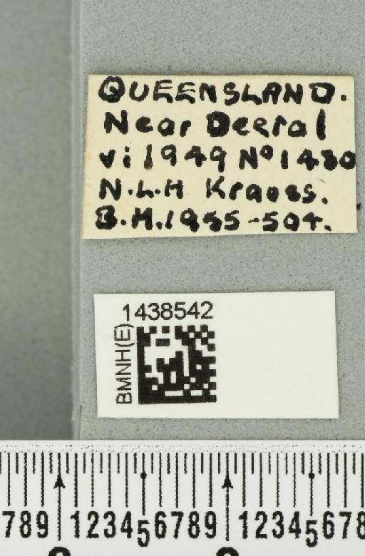 Bactrocera (Bactrocera) laticauda (Hardy, 1950) - BMNHE_1438542_label_32511