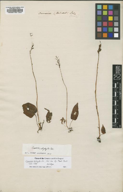 Cranichis diphylla Sw. - BM000061790