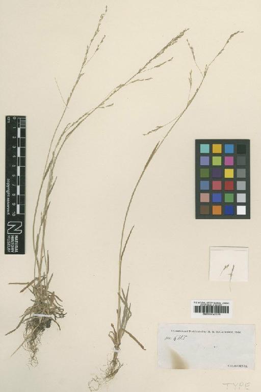 Poa bolanderi Vasey - BM001042228