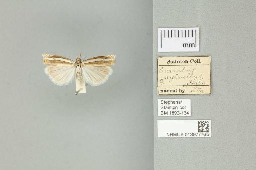 Crambus silvella (Hübner, 1813) - 013977765_136833_1083191