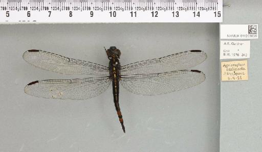 Agrionoptera sexlineata Selys, 1879 - 011253006_93068_1252883_2