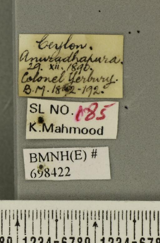 Bactrocera (Bactrocera) dorsalis (Hendel, 1912) - BMNHE_698422_label_29105