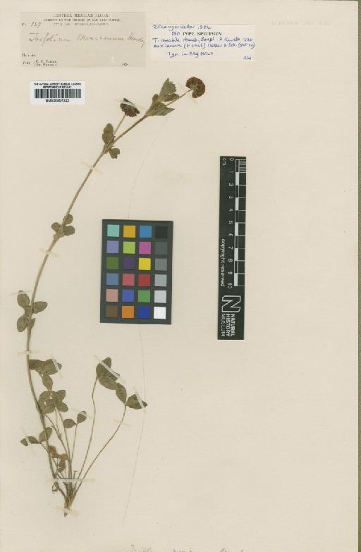 Trifolium amabile var. mexicanum (Hemsl.) D.Heller & Zohary - BM000901222