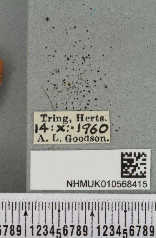 Agrochola helvola (Linnaeus, 1758) - NHMUK_010568415_label_626065