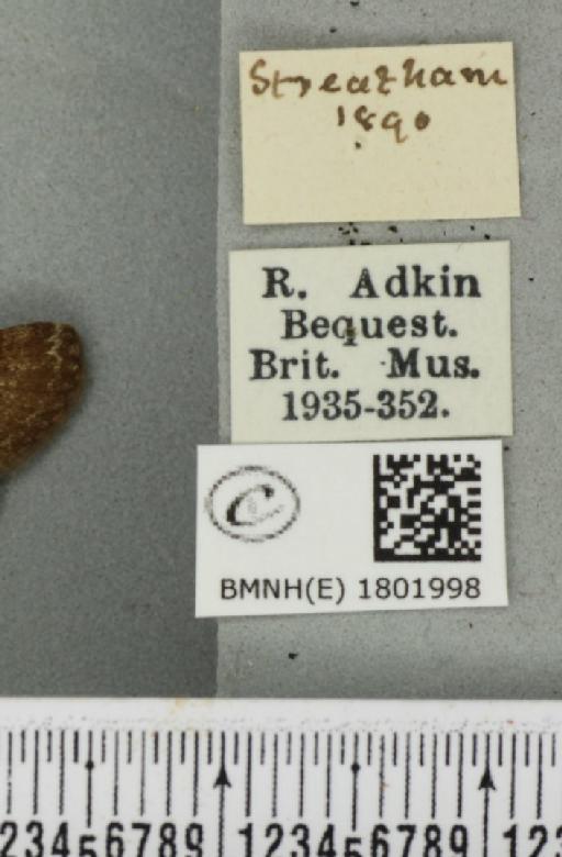 Pasiphila rectangulata ab. nigrosericeata Haworth, 1809 - BMNHE_1801998_label_378053