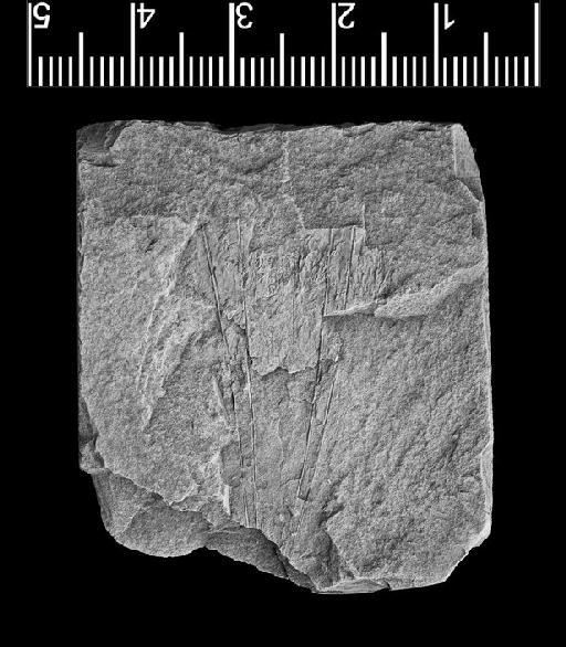 Archaeoconularia coronata (Slater, 1907) - CL 90. Archaeoconularia coronata (whole specimen)