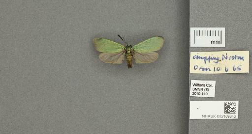 Adscita (Adscita) statices statices (Linnaeus, 1758) - 015189845_775459_1082517