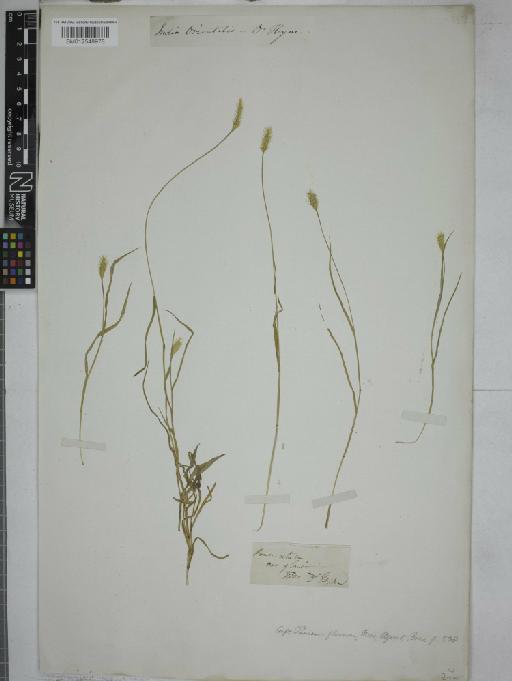 Setaria glauca (L.) P.Beauv. - 012548978_1