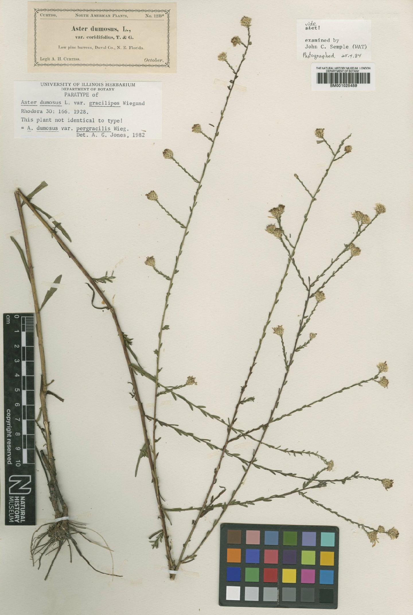 To NHMUK collection (Aster dumosus var. pergracilis Wiegand; Type; NHMUK:ecatalogue:1083865)