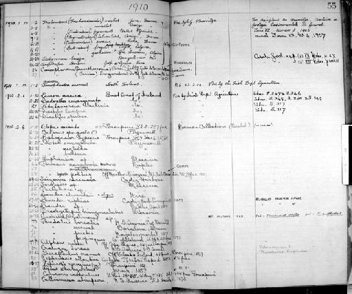 Trichoniscus tuberculatus Tabacaru, 1996 - Zoology Accessions Register: Crustacea: 1905 - 1935: page 55