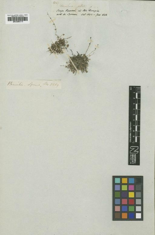 Utricularia pubescens Sm. - BM000953475