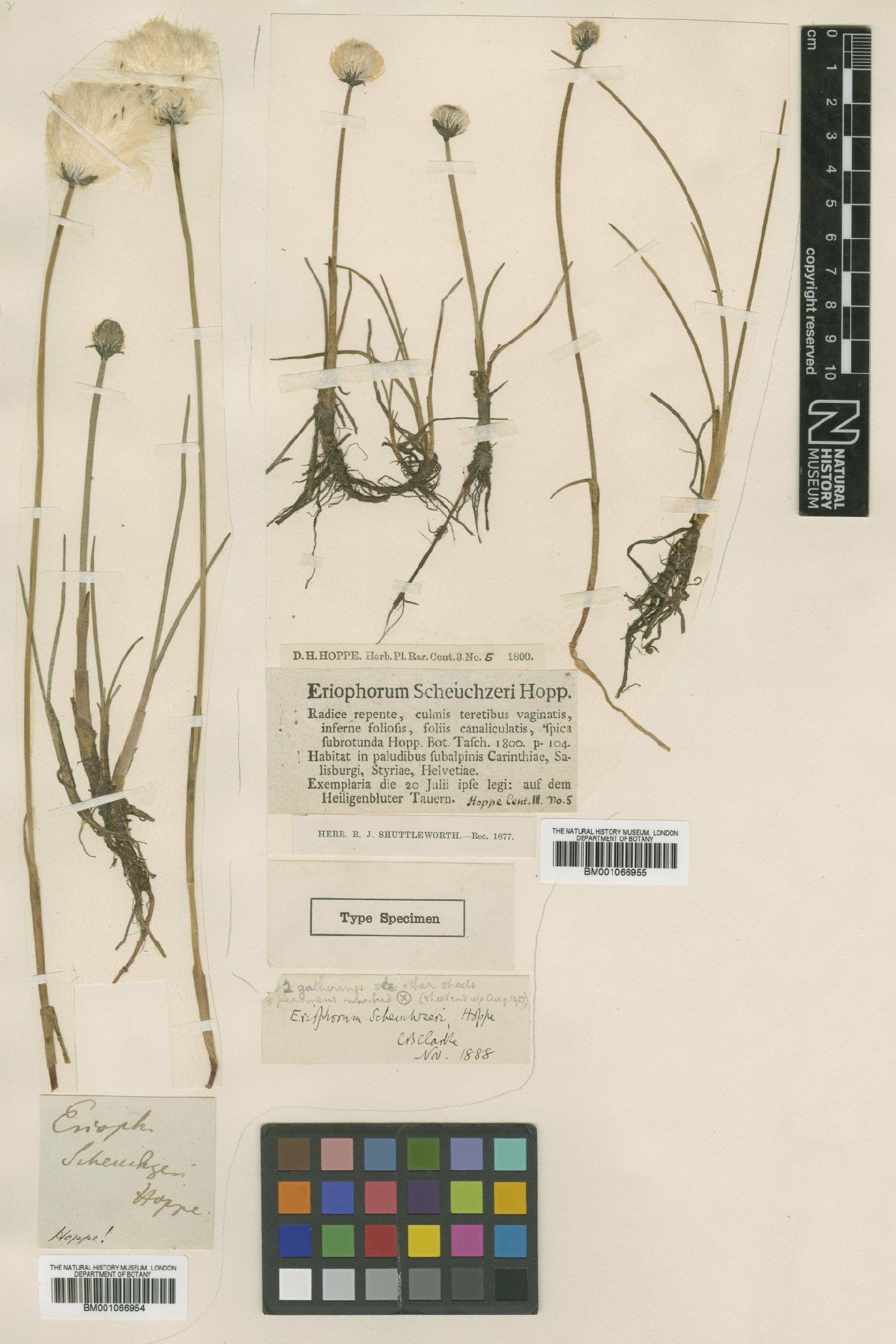 To the Natural History Museum, London (Eriophorum scheuchzeri Hoppe BM001066954 type 1)