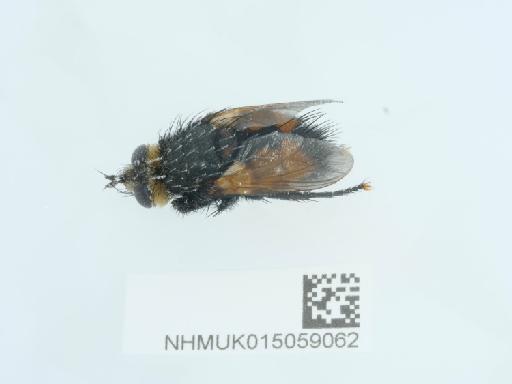 Nemotelus (Nemotelus) pantherinus Linnaeus - 015059309_5