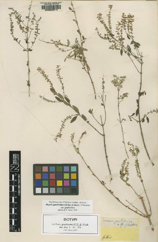Aloysia gratissima (Gillies & Hook.) Tronc. - BM000643773