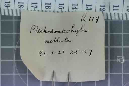 Plethodontohyla ocellata Noble and Parker,  1926 - 1947.2.10.44-pic7