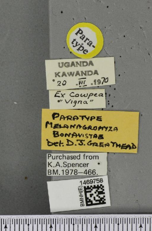 Melanagromyza bonavistae Greathead, 1971 - BMNHE_1469758_label_45116