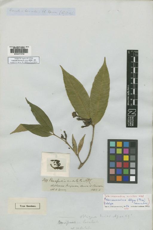 Tabernaemontana undulata Vahl - BM000778789