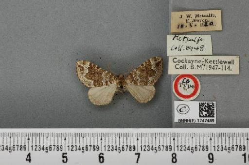 Lampropteryx otregiata (Metcalfe, 1917) - BMNHE_1747489_334378