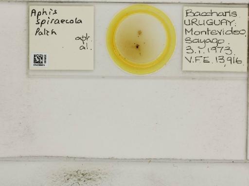 Aphis (Medoralis) spiraecola Patch, 1914 - 014226975_112528_1093088_157839_NoStatus