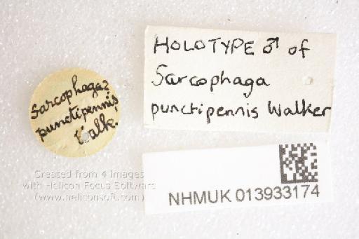 Paedarium punctipennis (Walker, 1858) - Sarcophaga punctipennis HT labels2