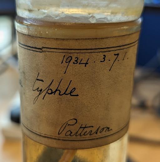 Syngnathus typhle Linnaeus, 1758 - BMNH 1934.3.7.1, Syngnathus typhle, Label B.jpg