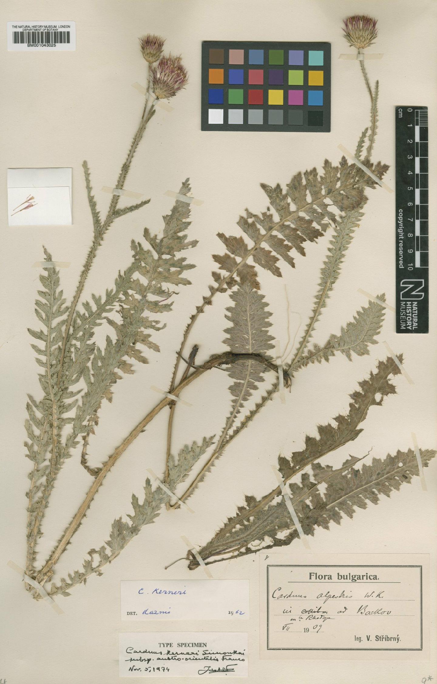 To NHMUK collection (Carduus kerneri subsp. austro-orientalis Franco; Type; NHMUK:ecatalogue:1958027)