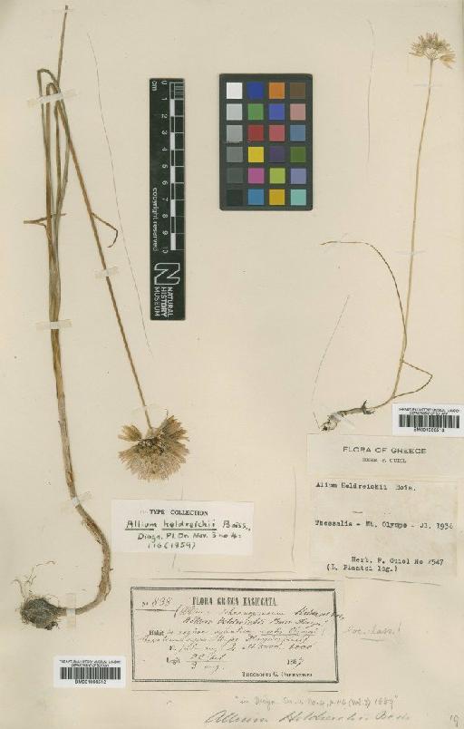 Allium heldreichii Boiss. - BM001066512