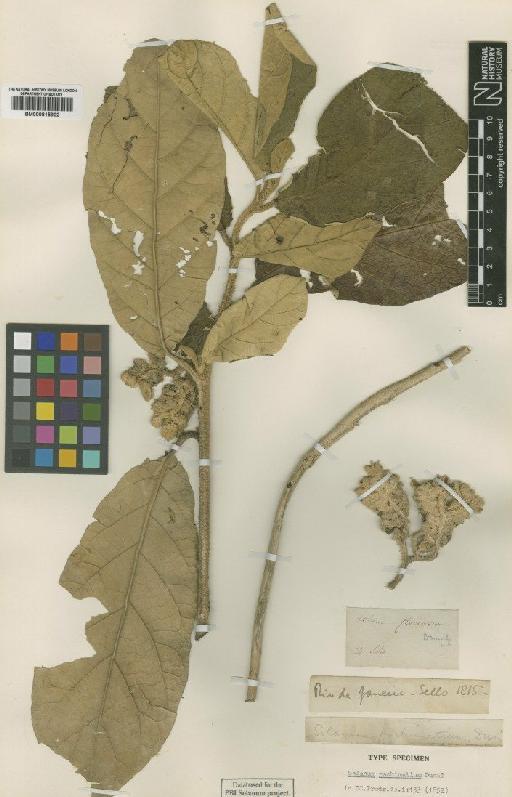 Solanum pachimatium Dunal - BM000815902